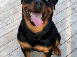 Gus